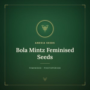 Bola Mintz Feminised Seeds