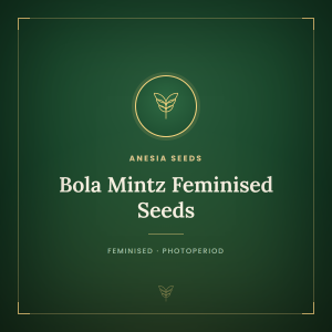 Bola Mintz Feminised Seeds Bola Mintz Feminised Seeds