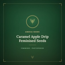 Caramel Apple Drip Feminised Seeds