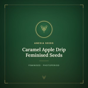 Caramel Apple Drip Feminised Seeds Caramel Apple Drip Feminised Seeds