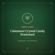 Calamansi Crystal Candy Feminised