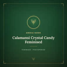 Calamansi Crystal Candy Feminised Calamansi Crystal Candy Feminised