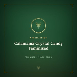 Calamansi Crystal Candy Feminised Calamansi Crystal Candy Feminised