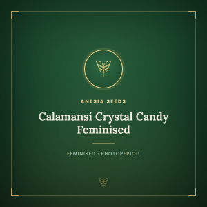 Calamansi Crystal Candy Feminised