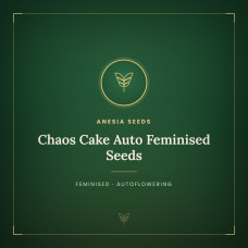 Chaos Cake Auto Feminised Seeds Chaos Cake Auto Feminised Seeds
