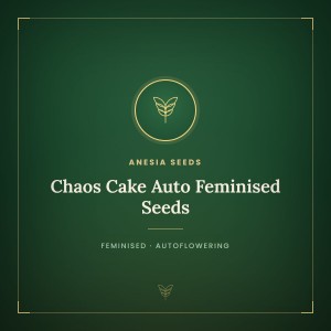 Chaos Cake Auto Feminised Seeds Chaos Cake Auto Feminised Seeds