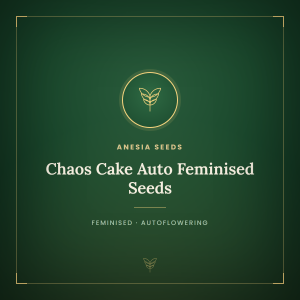 Chaos Cake Auto Feminised Seeds Chaos Cake Auto Feminised Seeds