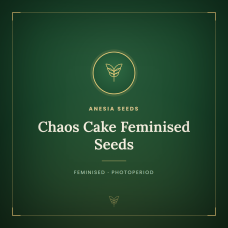 Chaos Cake Feminised Seeds Chaos Cake Feminised Seeds