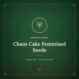 Chaos Cake Feminised Seeds Chaos Cake Feminised Seeds