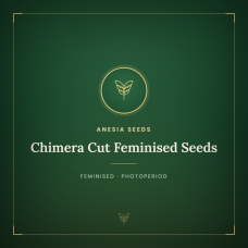 Chimera Cut Feminised Seeds Chimera Cut Feminised Seeds