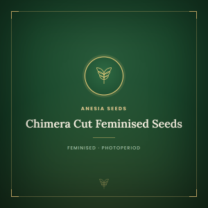Chimera Cut Feminised Seeds