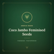 Coco Jambo Feminised Seeds Coco Jambo Feminised Seeds