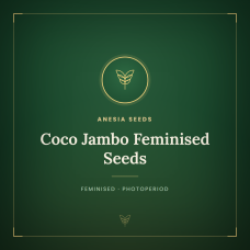 Coco Jambo Feminised Seeds Coco Jambo Feminised Seeds