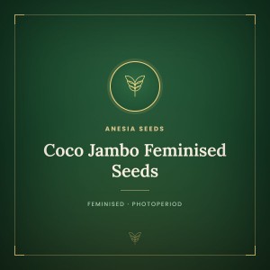 Coco Jambo Feminised Seeds Coco Jambo Feminised Seeds