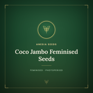 Coco Jambo Feminised Seeds Coco Jambo Feminised Seeds