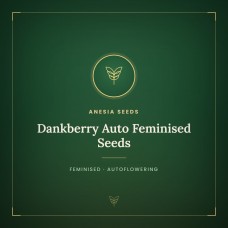 Dankberry Auto Feminised Seeds Dankberry Auto Feminised Seeds