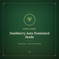 Dankberry Auto Feminised Seeds Dankberry Auto Feminised Seeds