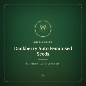 Dankberry Auto Feminised Seeds Dankberry Auto Feminised Seeds