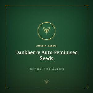 Dankberry Auto Feminised Seeds Dankberry Auto Feminised Seeds