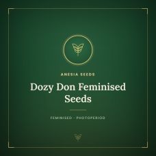 Dozy Don Feminised Seeds Dozy Don Feminised Seeds
