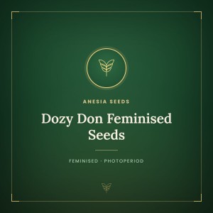 Dozy Don Feminised Seeds Dozy Don Feminised Seeds