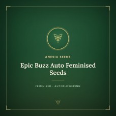 Epic Buzz Auto Feminised Seeds Epic Buzz Auto Feminised Seeds
