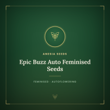 Epic Buzz Auto Feminised Seeds Epic Buzz Auto Feminised Seeds
