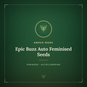 Epic Buzz Auto Feminised Seeds Epic Buzz Auto Feminised Seeds
