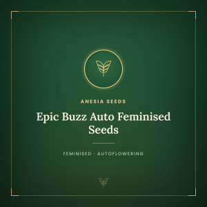 Epic Buzz Auto Feminised Seeds Epic Buzz Auto Feminised Seeds