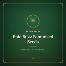 Epic Buzz Feminised Seeds Epic Buzz Feminised Seeds