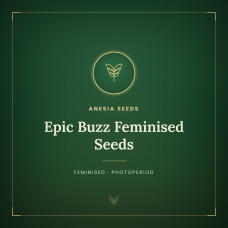 Epic Buzz Feminised Seeds Epic Buzz Feminised Seeds