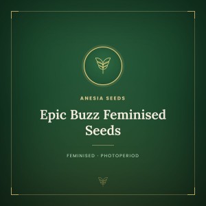 Epic Buzz Feminised Seeds Epic Buzz Feminised Seeds