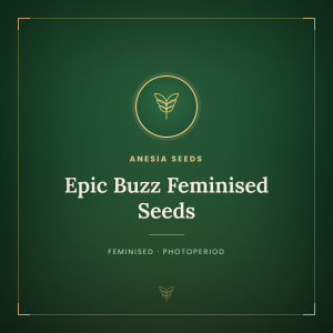 Epic Buzz Feminised Seeds Epic Buzz Feminised Seeds