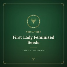 First Lady Feminised Seeds First Lady Feminised Seeds