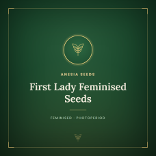 First Lady Feminised Seeds First Lady Feminised Seeds