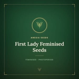 First Lady Feminised Seeds First Lady Feminised Seeds