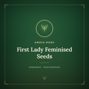First Lady Feminised Seeds First Lady Feminised Seeds