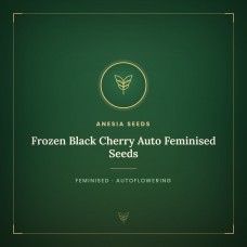 Frozen Black Cherry Auto Feminised Seeds Frozen Black Cherry Auto Feminised Seeds