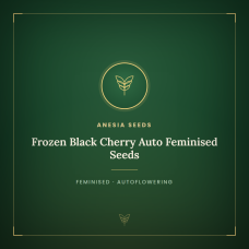 Frozen Black Cherry Auto Feminised Seeds Frozen Black Cherry Auto Feminised Seeds