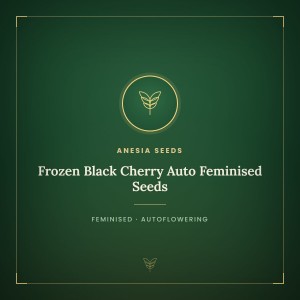 Frozen Black Cherry Auto Feminised Seeds Frozen Black Cherry Auto Feminised Seeds