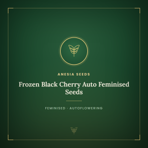 Frozen Black Cherry Auto Feminised Seeds Frozen Black Cherry Auto Feminised Seeds