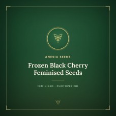 Frozen Black Cherry Feminised Seeds Frozen Black Cherry Feminised Seeds