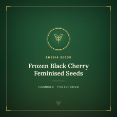 Frozen Black Cherry Feminised Seeds Frozen Black Cherry Feminised Seeds