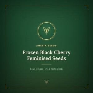 Frozen Black Cherry Feminised Seeds Frozen Black Cherry Feminised Seeds
