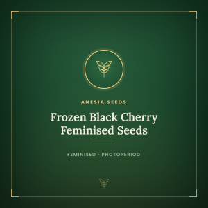 Frozen Black Cherry Feminised Seeds Frozen Black Cherry Feminised Seeds