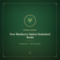 Free Blueberry Nation Feminised Seeds Free Blueberry Nation Feminised Seeds