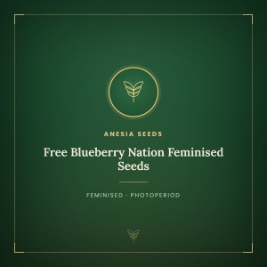 Free Blueberry Nation Feminised Seeds