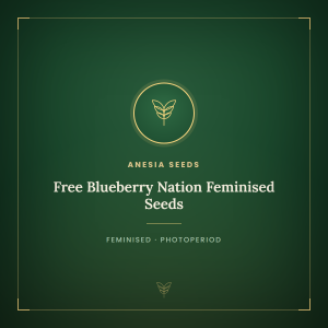Free Blueberry Nation Feminised Seeds Free Blueberry Nation Feminised Seeds