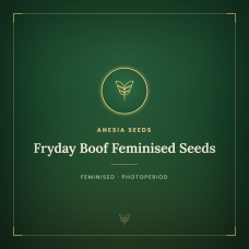 Fryday Boof Feminised Seeds Fryday Boof Feminised Seeds