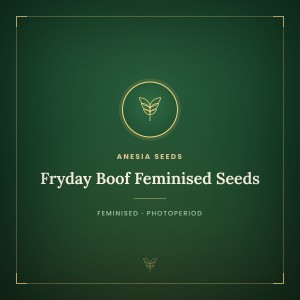 Fryday Boof Feminised Seeds